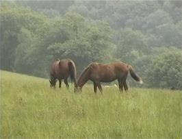 Horses on Exmoor as seen from near Cloutsham Gate, 25.4 miles into the ride